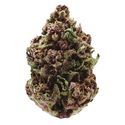Pink Magic Fast Version (Growers Choice) Feminiserede