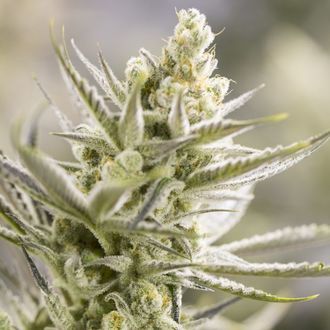 Forbidden Runtz (Growers Choice) Feminiserede