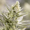 Forbidden Runtz (Growers Choice) Feminiserede