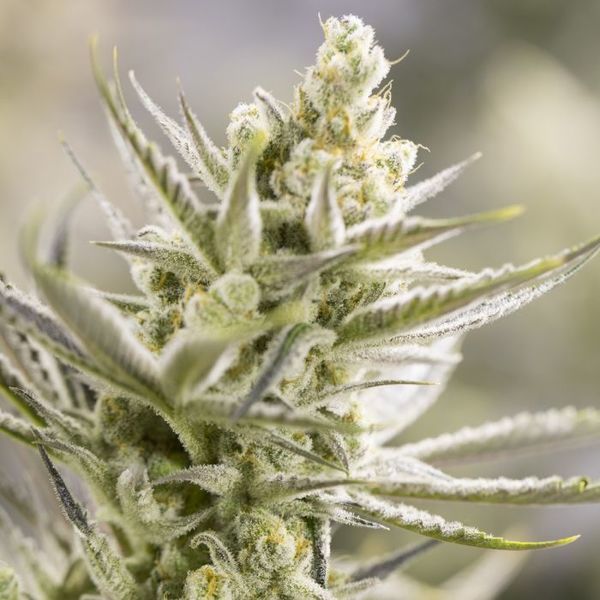 Forbidden Runtz (Growers Choice) Feminiserede