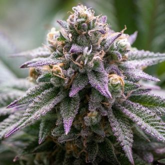 Ultra Violet GMO (Growers Choice) Feminiserede