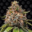 White Widow XXL (Barney's Farm) Feminiserede