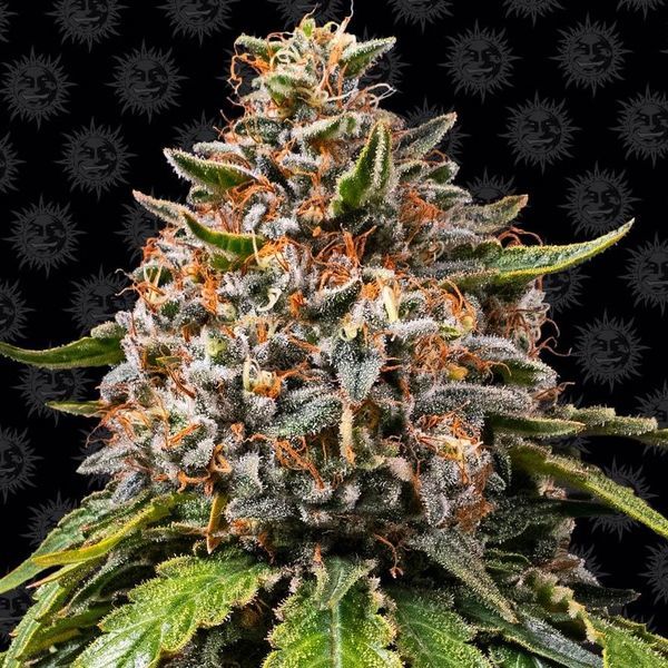 White Widow XXL (Barney's Farm) Feminiserede