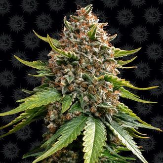 White Widow XXL Auto (Barney's Farm) Feminiserede