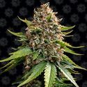 White Widow XXL Auto (Barney's Farm) Feminiserede