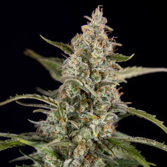 Purple Haze Autoflower (Zamnesia Seeds) Feminiserede