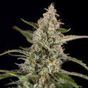 Purple Haze Autoflower (Zamnesia Seeds) Feminiserede