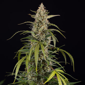 Purple Haze Autoflower (Zamnesia Seeds) Feminiserede
