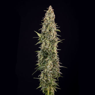 Purple Haze Autoflower (Zamnesia Seeds) Feminiserede