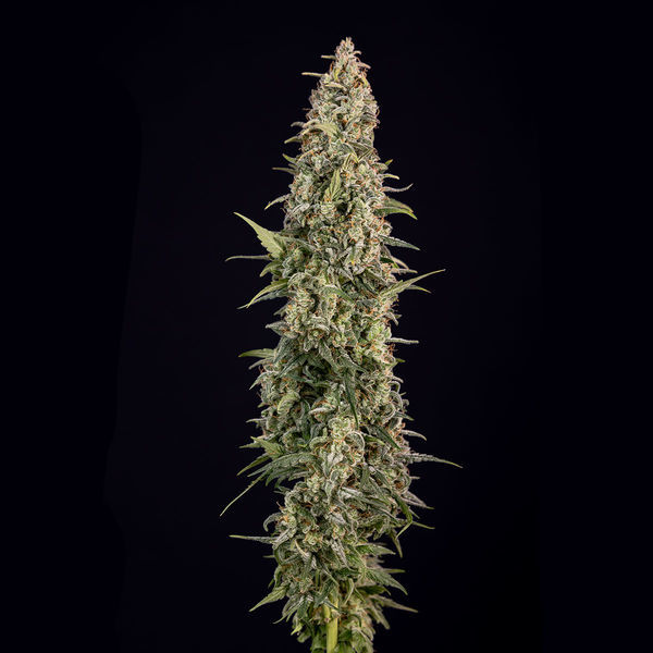 Purple Haze Autoflower (Zamnesia Seeds) Feminiserede