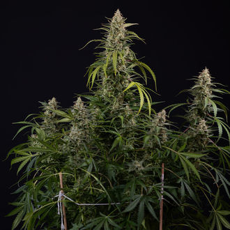 Purple Haze Autoflower (Zamnesia Seeds) Feminiserede
