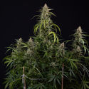 Purple Haze Autoflower (Zamnesia Seeds) Feminiserede
