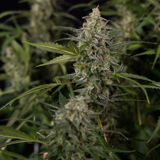 Purple Haze Autoflower (Zamnesia Seeds) Feminiserede