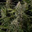 Purple Haze Autoflower (Zamnesia Seeds) Feminiserede