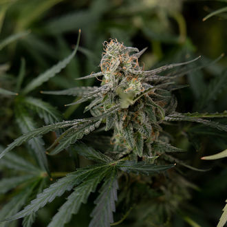 Purple Haze Autoflower (Zamnesia Seeds) Feminiserede