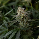 Purple Haze Autoflower (Zamnesia Seeds) Feminiserede