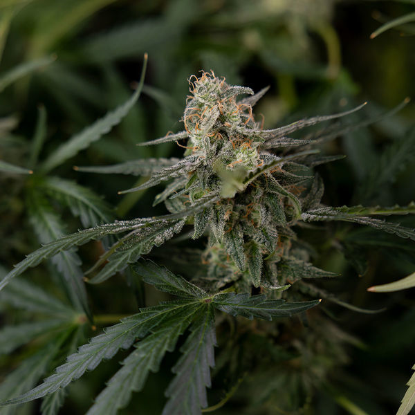 Purple Haze Autoflower (Zamnesia Seeds) Feminiserede