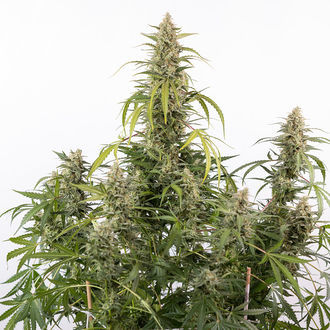 Purple Haze Autoflower (Zamnesia Seeds) Feminiserede
