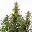 Purple Haze Autoflower (Zamnesia Seeds) Feminiserede