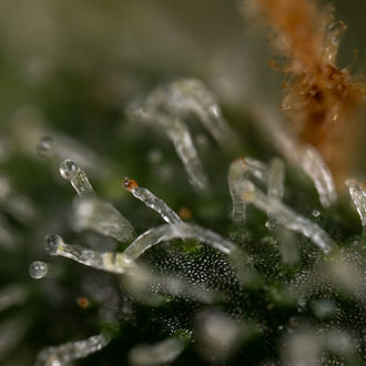 Purple Haze Autoflower (Zamnesia Seeds) Feminiserede
