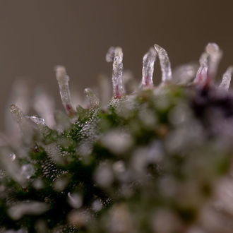 Purple Haze Autoflower (Zamnesia Seeds) Feminiserede