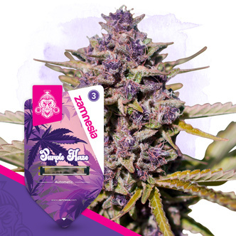 Purple Haze Autoflower (Zamnesia Seeds) feminiserede