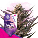 Purple Haze (Zamnesia Seeds) Feminiserede