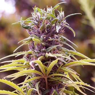 Durban Poison (Nirvana Seeds) feminiserede cannabisfr&oslash;