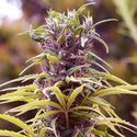 Durban Poison (Nirvana) Feminiserede