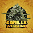 Gorilla Wedding (BSF Seeds x Zamnesia Seeds) Feminiserede