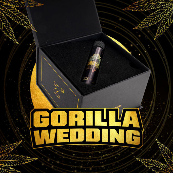 Gorilla Wedding (BSF Seeds x Zamnesia Seeds) Feminiserede