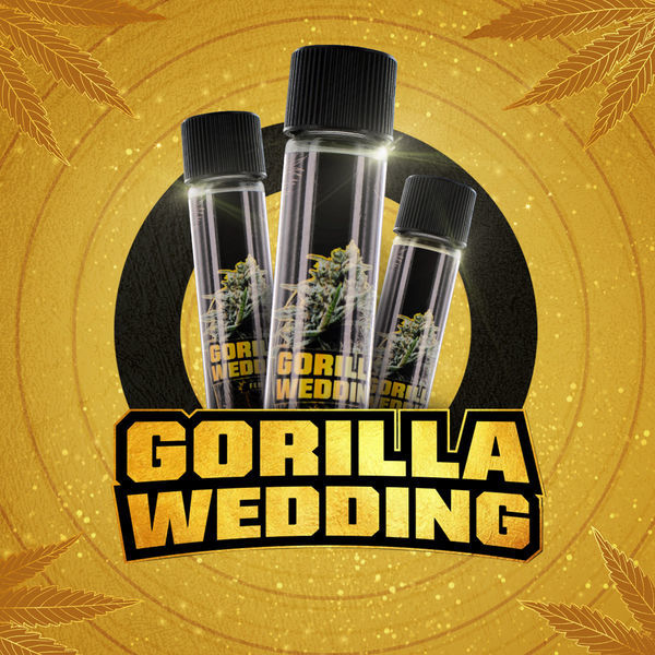 Gorilla Wedding (BSF Seeds x Zamnesia Seeds) Feminiserede