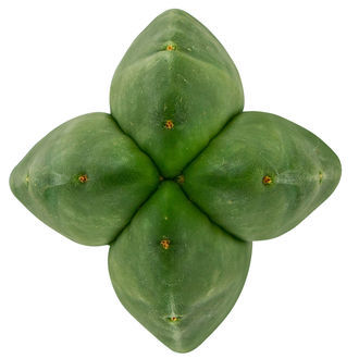 Super Pedro – 4 ribber (Echinopsis scopulicola)