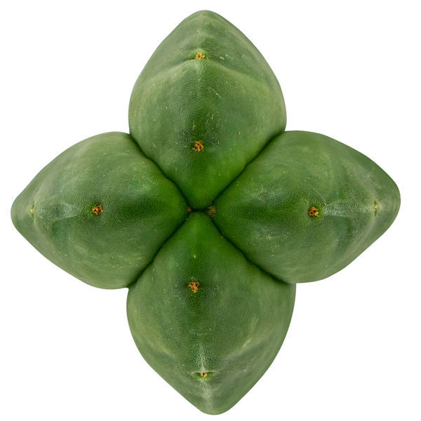 Super Pedro – 4 ribber (Echinopsis scopulicola)