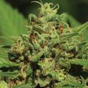 Emerald Fire OG Autoflower (Humboldt Seed Company) Feminiserede