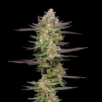 Mint Jelly Automatic (Humboldt Seed Company) feminiserede