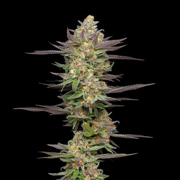Mint Jelly Autoflower (Humboldt Seed Company) Feminiserede