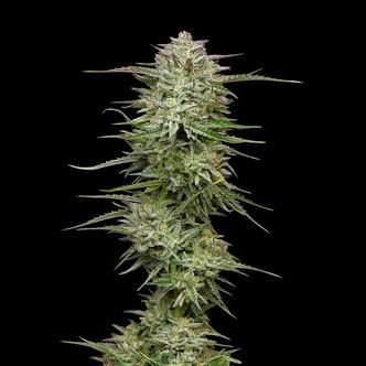 Pound Town Auto (Humboldt Seed Company) feminiserede