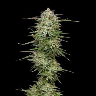 Pound Town Auto (Humboldt Seed Company) Feminiserede