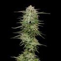 Pound Town Auto (Humboldt Seed Company) Feminiserede