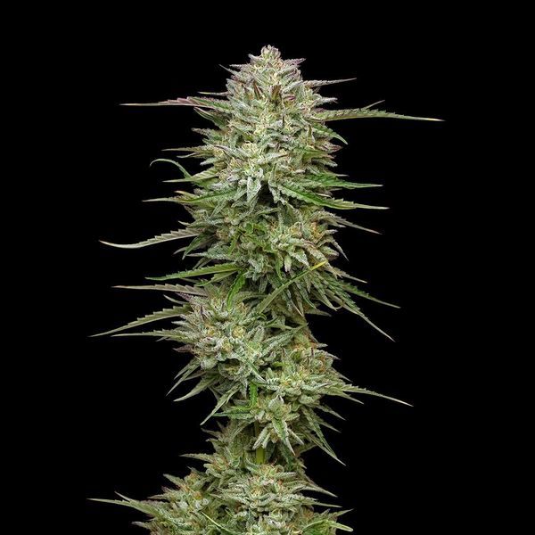 Pound Town Auto (Humboldt Seed Company) Feminiserede