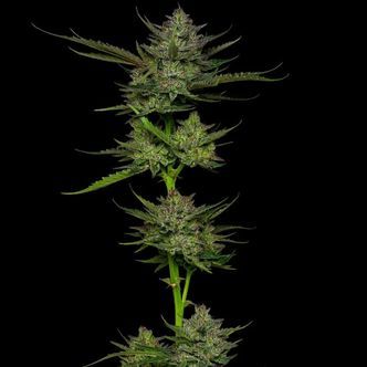 Sour Apple Auto (Humboldt Seed Company) feminiserede