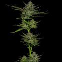 Sour Apple Auto (Humboldt Seed Company) Feminiserede