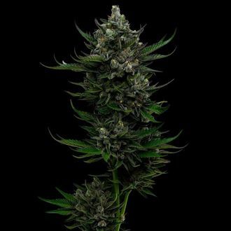 All Gas OG (Humboldt Seed Company) Feminiserede