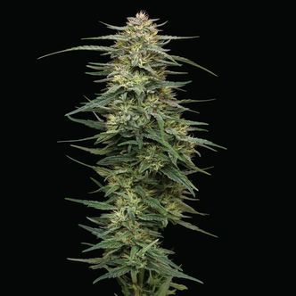 Raspberry Parfait (Humboldt Seed Company) feminiseret