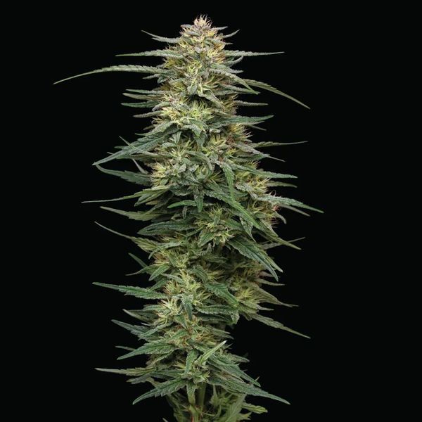 Raspberry Parfait (Humboldt Seed Company) Feminiserede