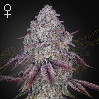 Persian Pie (Greenhouse Seeds) feminiserede cannabisfr&oslash;