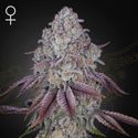 Persian Pie (Greenhouse Seeds) Feminiserede