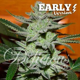 Unknown Kush - tidlig version (Delicious Seeds) Feminiserede