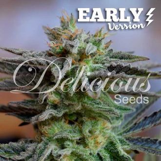 Sugar Black Rose &ndash; Early Version (Delicious Seeds) Feminiserede
